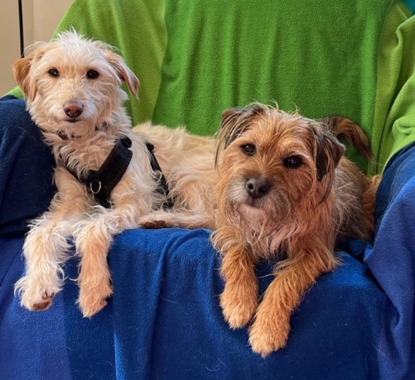 Pippin and Loki, the Hive dogs